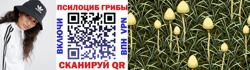 Псилоцибиновые грибы прущие грибы  KRAKEN рабочий сайт  Николаевск 